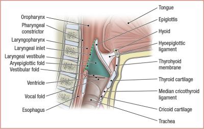 thumbs/Mucosal Features of Larynx.jpeg.jpg